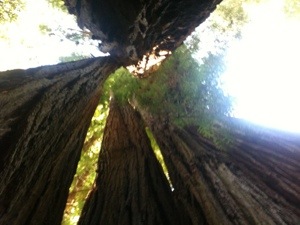 Redwoods National Park…..